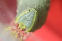 Laothoe populi