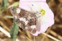 Tyta luctuosa