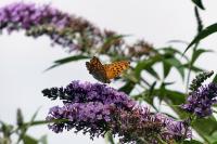 Argynnis paphia