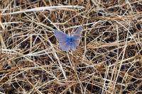 Polyommatus icarus