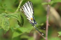 Iphiclides podalirius