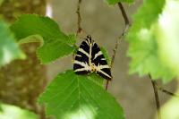 Euplagia quadripunctaria
