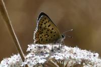 Lycaena tityrus