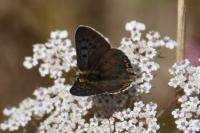 Lycaena tityrus