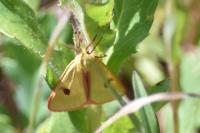 Diacrisia sannio