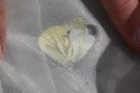 Pieris napi