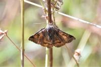 Euclidia glyphica