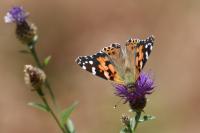 Vanessa cardui