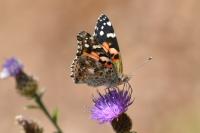 Vanessa cardui