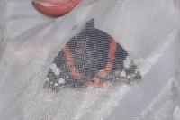Vanessa atalanta