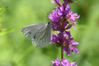 Pieris napi