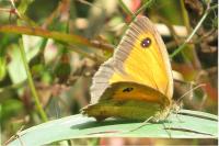 Pyronia tithonus
