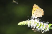 Lycaena phlaeas