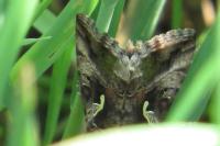 Autographa gamma
