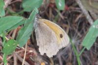 Maniola jurtina