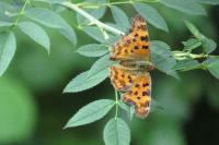 Polygonia c-album