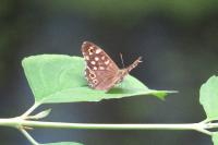 Pararge aegeria