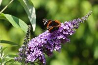 Vanessa atalanta