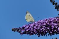 Pieris brassicae