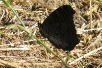 Aglais io