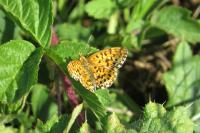 Boloria dia