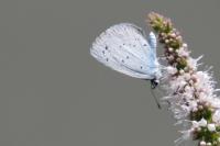 Celastrina argiolus