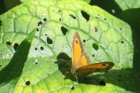 Pyronia tithonus