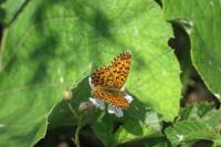 Boloria dia
