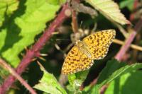 Boloria dia