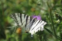 Iphiclides podalirius
