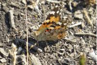 Vanessa cardui