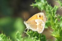 Coenonympha pamphilus