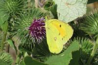 Colias crocea