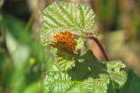 Polygonia c-album