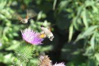 Macroglossum stellatarum