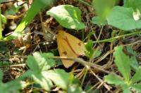 Diacrisia sannio