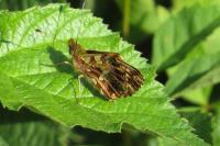 Boloria dia
