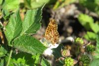 Boloria dia