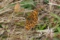Boloria dia