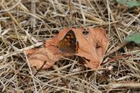 Lycaena phlaeas