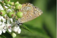 Polyommatus icarus