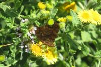 Polygonia c-album