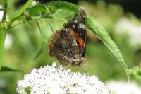 Vanessa atalanta