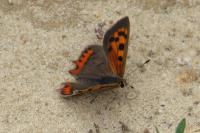Lycaena phlaeas