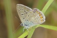 Polyommatus icarus