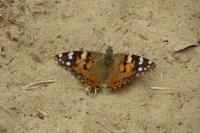 Vanessa cardui