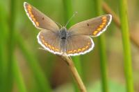 Aricia agestis