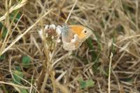Coenonympha pamphilus