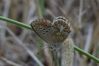 Aricia agestis
