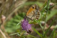 Pyronia tithonus